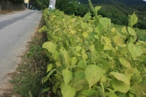 들깻잎,경상남도 밀양시,지역특산물