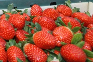 산청 딸기,경상남도 산청군,지역특산물