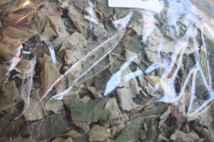 연잎차,경상남도 함양군,지역특산물