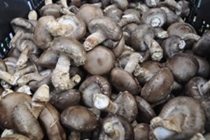 군위 표고버섯(하우스재배),경상북도 군위군,지역특산물