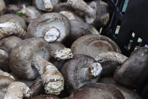 표고버섯(하우스재배),충청남도 보령시,지역특산물