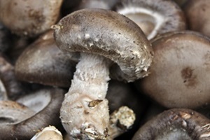 표고버섯(하우스 재배),충청남도 아산시,지역특산물