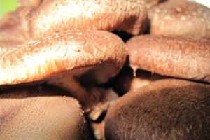 표고버섯,충청북도 영동군,지역특산물