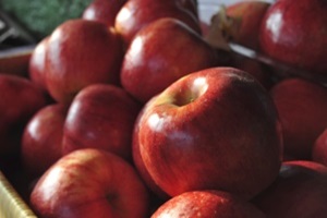 사과,충청북도 제천시,지역특산물