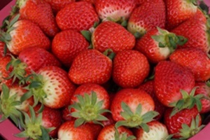 딸기,충청북도 증평군,지역특산물