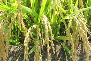 쌀,충청북도 진천군,지역특산물