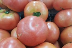 토마토,강원도 평창군,지역특산물
