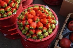 딸기 ,경기도 양주시,지역특산물