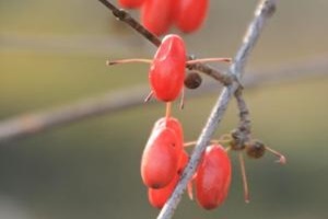 산수유,경기도 이천시,지역특산물