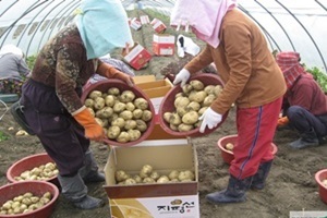감자,전라북도 김제시,지역특산물