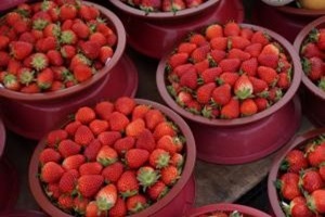 딸기,전라남도 순천시,지역특산물