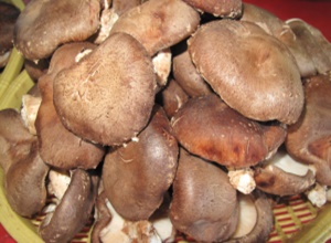 금오산 표고버섯(하우스재배),지역특산물,국내여행