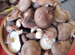 가평 버섯 (하우스 재배),지역특산물,국내여행