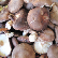 가평 버섯 (하우스 재배),지역특산물,국내여행