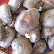 동두천 버섯 (하우스 재배),지역특산물,국내여행