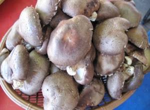 영흥도 버섯  (하우스 재배),지역특산물,국내여행