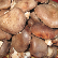 버섯(하우스 재배),지역특산물,국내여행