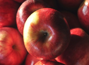 진안 사과,지역특산물,국내여행