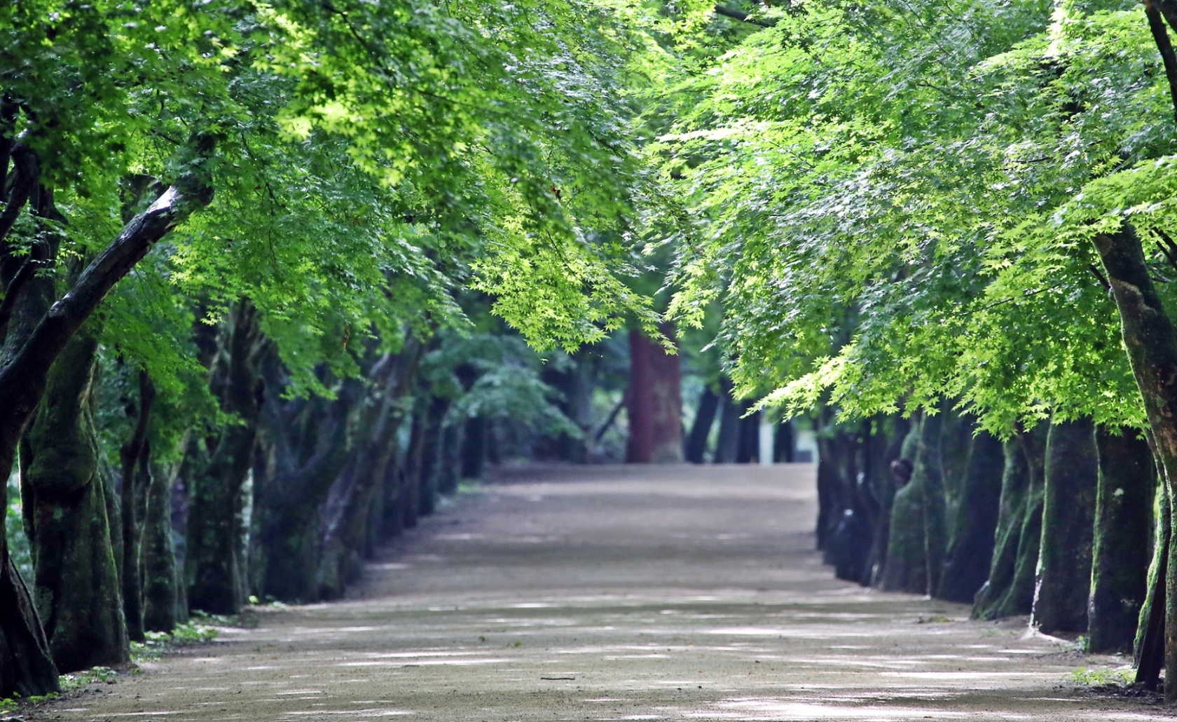 배경 이미지