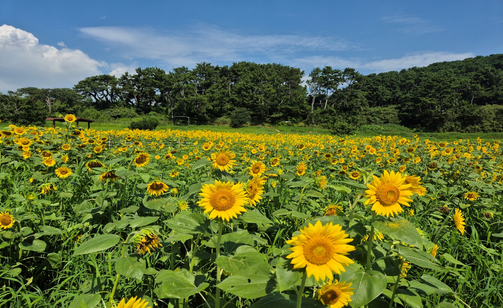 배경 이미지