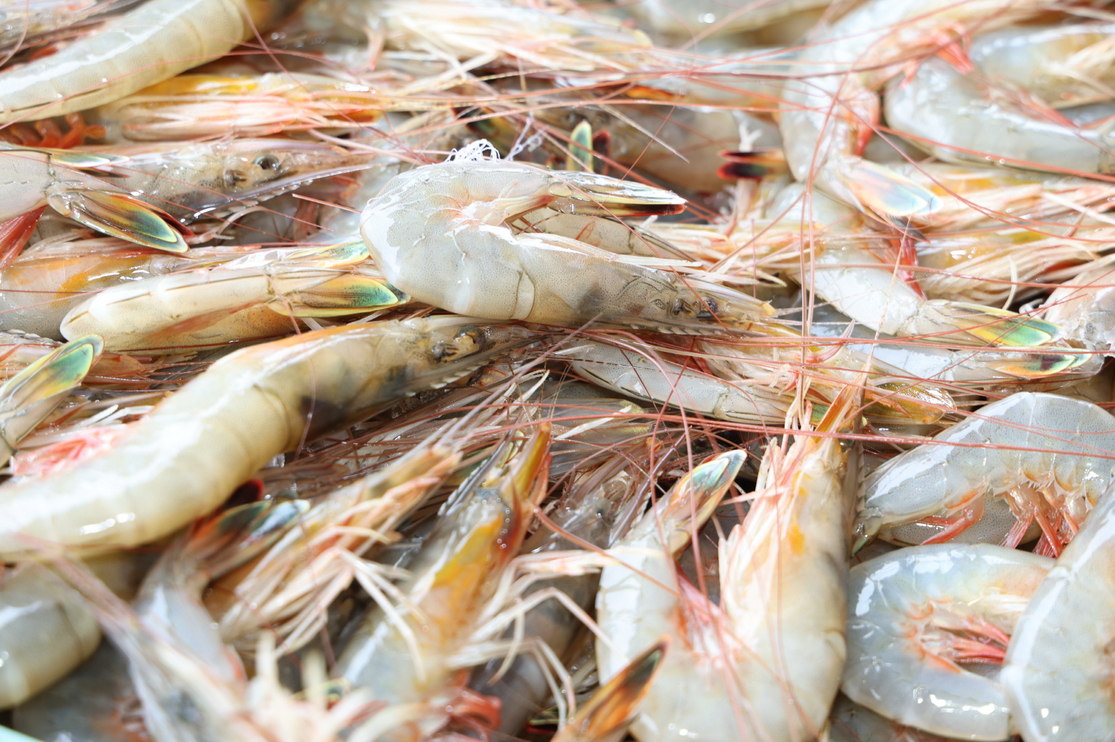 배경 이미지