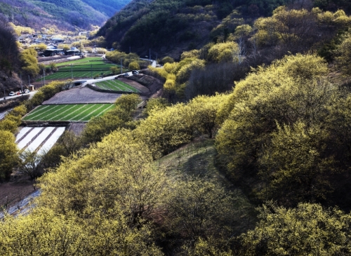 유채, 개나리, 산수유. 노랗게, 꽃물이 들다