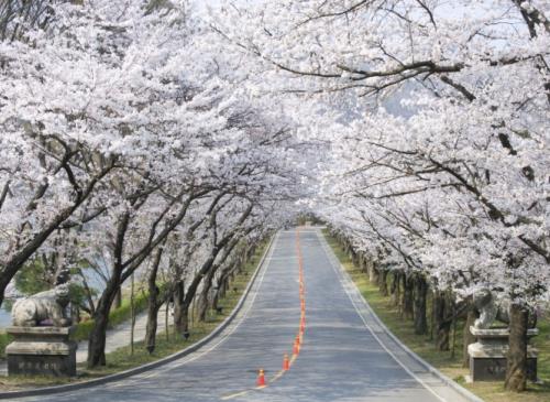 예술과 벚꽃이 만나는 곳, 호암미술관과 삼만육천지