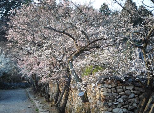 마음을 다독이는 봄의 산사, 순천 선암사