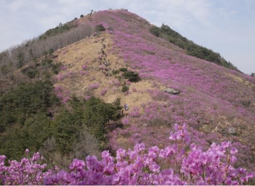 햇살이 머문 듯, 진달래로 반짝반짝 빛나는 봄의 종남산