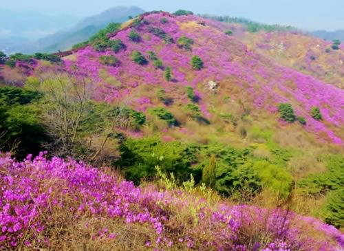 진달래 봄 향기와 함께하는, 고려산 진달래축제