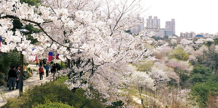 '안산'은 봄철 피어나는 수양벚꽃으로도 유명하다.