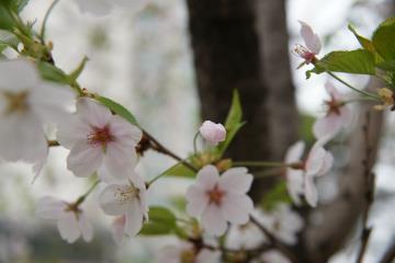 옥정호의 봄 풍경은 얼마나 아름다울까?