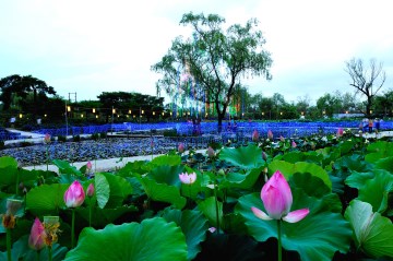 궁남지의 연꽃이 만발하는 매년 7~8월경이면 '서동연꽃축제'가 개최된다.