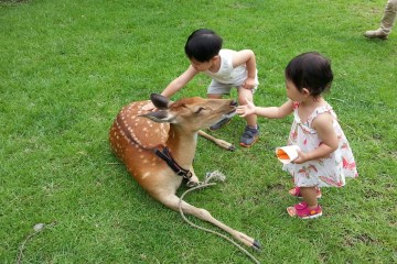 개화예술공원에서는 꽃사슴 등 동물을 만날 수 있는 토끼마을 체험과 풍뎅이 투어 등 다채로운 프로그램을 즐길 수 있다.