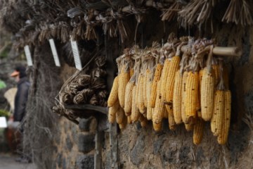 돌담에 옥수수가 걸려 있는 모습이 정겹다.