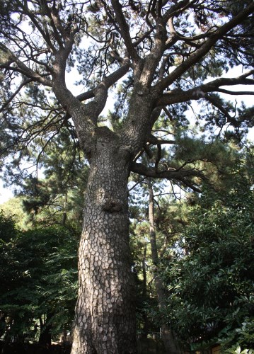 천연기념물로 지정된 곰솔나무와 푸조나무.