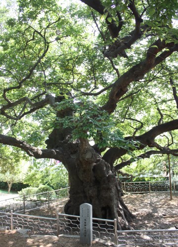 천연기념물로 지정된 곰솔나무와 푸조나무.