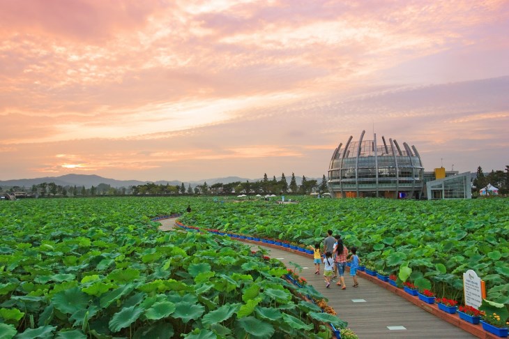 회산 백련지는 동양 최대 규모의 백련서식지로 알려져 있다.