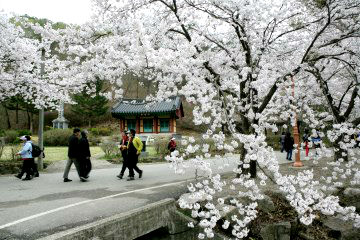 마이산 입구길은 봄철 피어나는 벚꽃으로 유명하다.