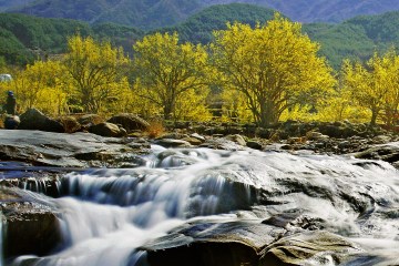 해마다 봄이면 구례는 노란 산수유 꽃을 보러 온 상춘객들로 북적인다.