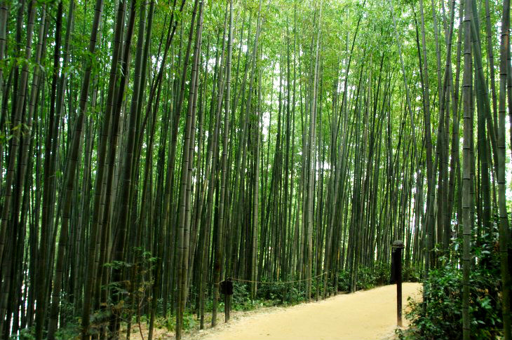 죽녹원 대숲 전경. 높이 15m 이상의 대나무가 시원하게 뻗어 있다.