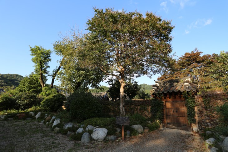사철나무, 소나무, 회양목 등의 나무들이 많은 사양정사 정원