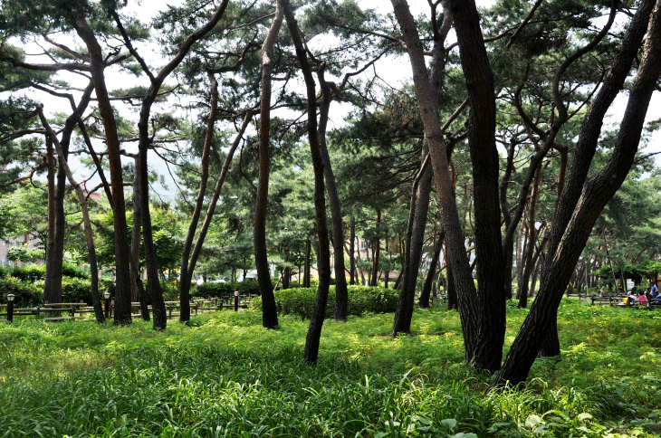 솔밭근린공원에는 수령 100년이 넘는 소나무가 천여 그루 이상 있다.