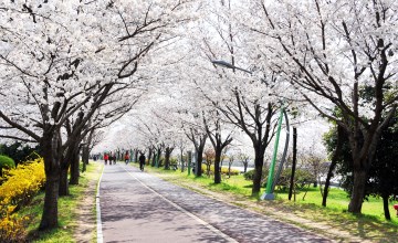 순서대로 삼락생태공원의 봄, 여름, 가을, 겨울 풍경. 삼락생태공원에는 사계절 꽃이 피어난다.