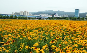 순서대로 삼락생태공원의 봄, 여름, 가을, 겨울 풍경. 삼락생태공원에는 사계절 꽃이 피어난다.