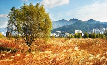 순서대로 삼락생태공원의 봄, 여름, 가을, 겨울 풍경. 삼락생태공원에는 사계절 꽃이 피어난다.