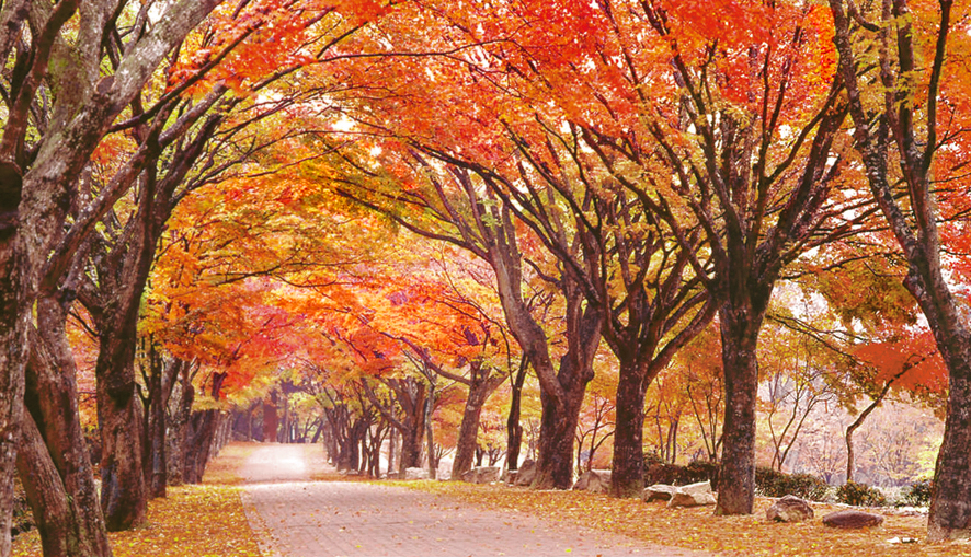 내장산은 예부터 가을 단풍이 빼어나기로 유명하다.