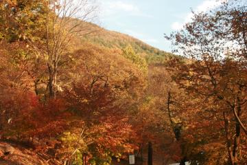 가을의 계룡산은 그 안에 들어가서 보면 더 아름답다.