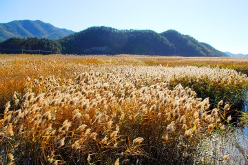 순천만자연생태공원은 사계절 카멜레온 같은 모습으로 탐방객을 매혹한다.