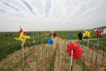 2015년 추억의 보리밭 축제는 5월 9~10일에 개최됐다.